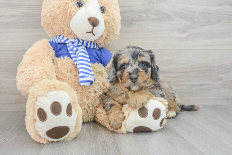 Mini Bernedoodle Pup Being Cute