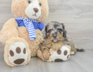 10 week old Mini Bernedoodle Puppy For Sale - Florida Fur Babies
