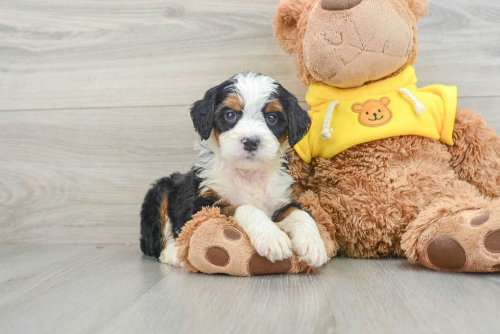 Best Mini Bernedoodle Baby