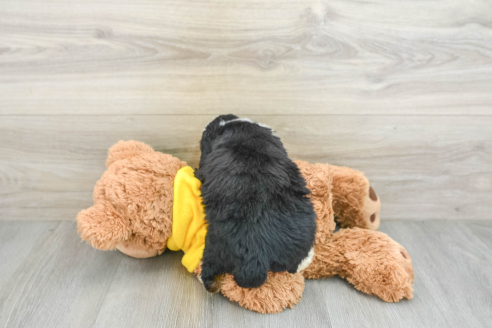 Adorable Mini Bernesedoodle Poodle Mix Puppy