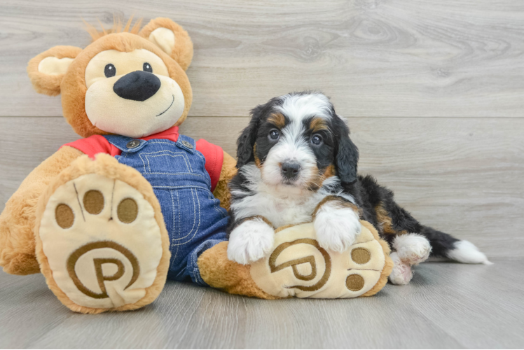 Mini Bernedoodle Pup Being Cute