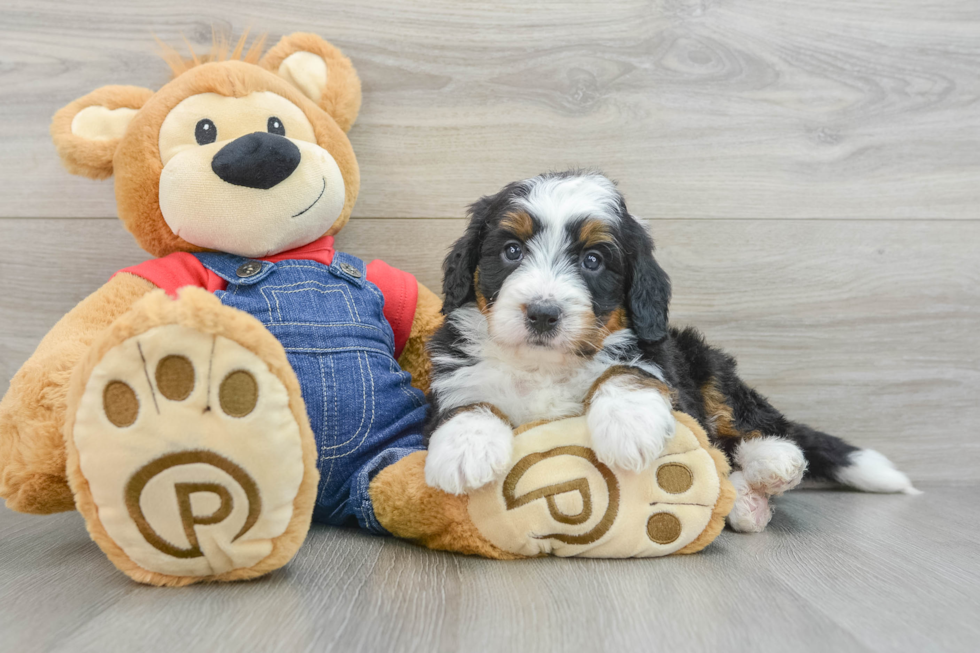 Mini Bernedoodle Pup Being Cute