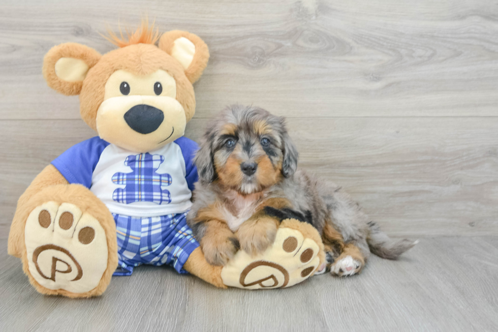 Best Mini Bernedoodle Baby