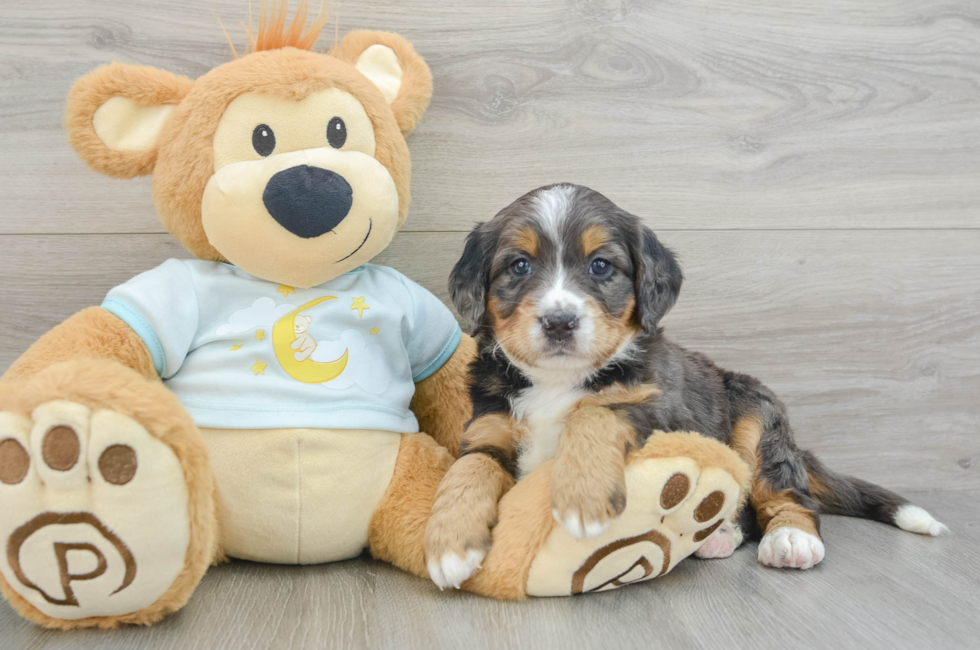 7 week old Mini Bernedoodle Puppy For Sale - Florida Fur Babies