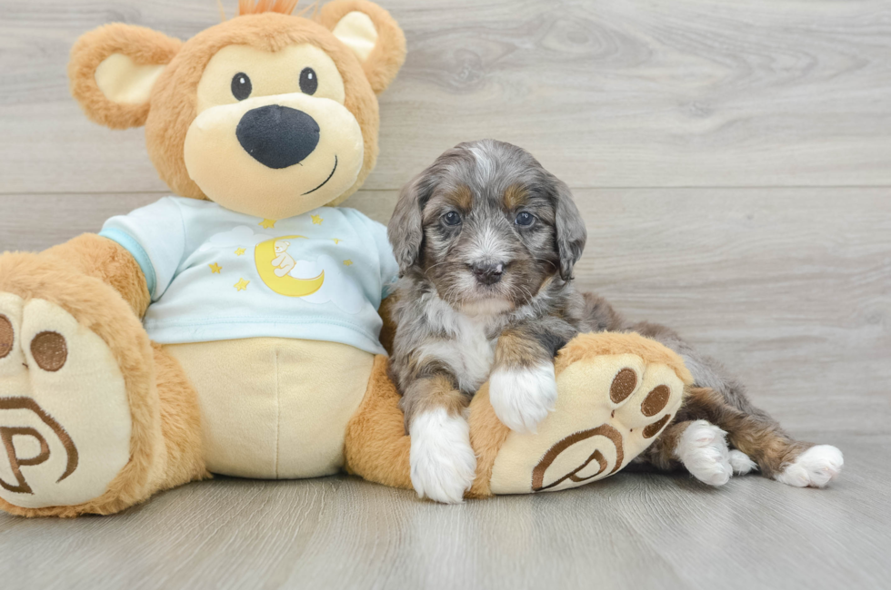 6 week old Mini Bernedoodle Puppy For Sale - Florida Fur Babies