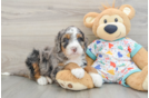 Mini Bernedoodle Pup Being Cute