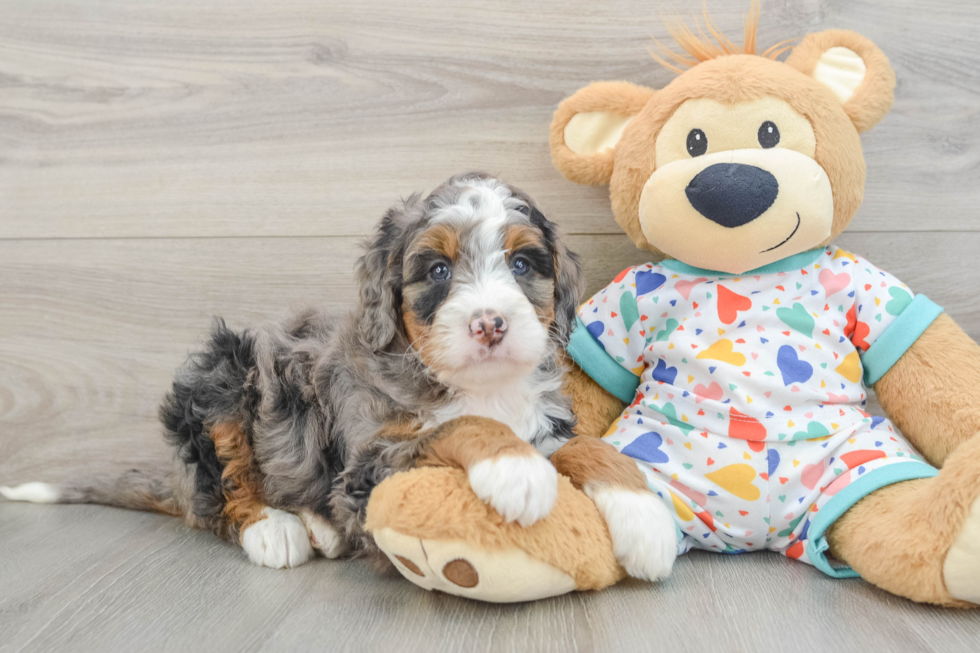 Mini Bernedoodle Pup Being Cute