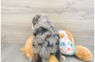 Mini Bernedoodle Pup Being Cute