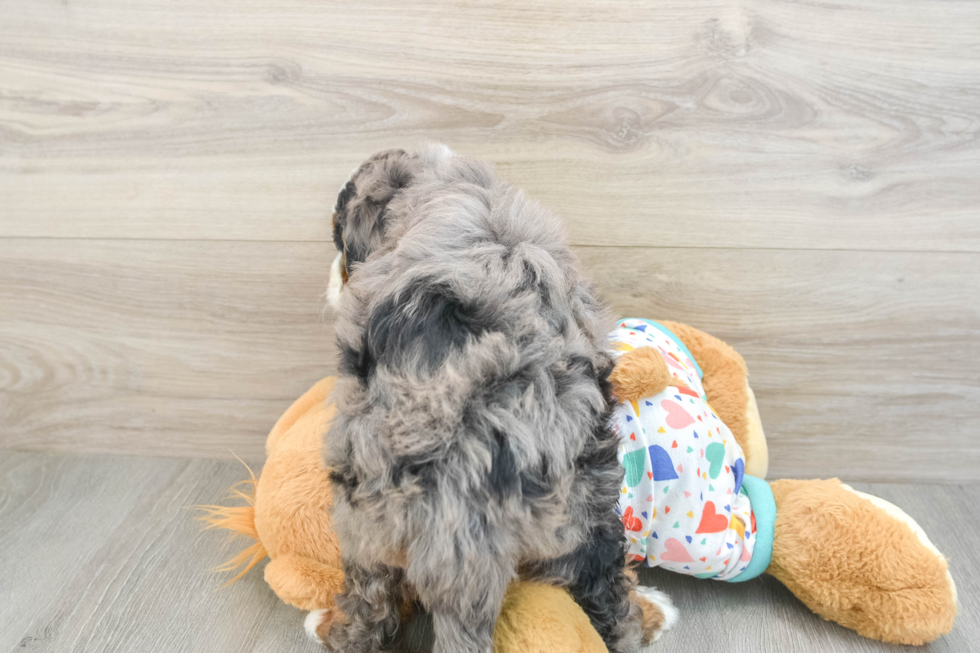 Mini Bernedoodle Pup Being Cute