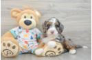 Playful Bernadoodle Poodle Mix Puppy