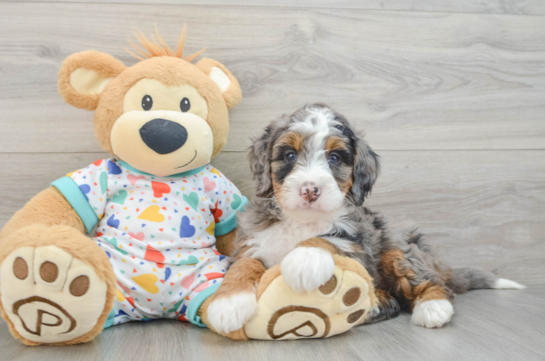Playful Bernadoodle Poodle Mix Puppy