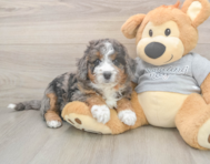 9 week old Mini Bernedoodle Puppy For Sale - Florida Fur Babies