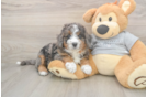 Cute Mini Bernedoodle Baby