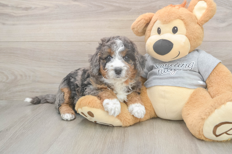 5 week old Mini Bernedoodle Puppy For Sale - Florida Fur Babies