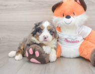 7 week old Mini Bernedoodle Puppy For Sale - Florida Fur Babies