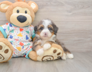 6 week old Mini Bernedoodle Puppy For Sale - Florida Fur Babies