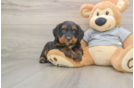 Mini Bernedoodle Puppy for Adoption