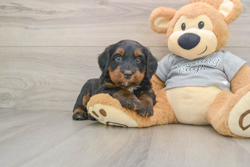 Mini Bernedoodle Puppy for Adoption