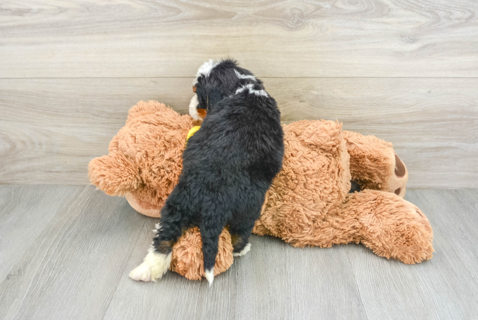 Best Mini Bernedoodle Baby