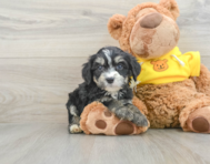 8 week old Mini Bernedoodle Puppy For Sale - Florida Fur Babies