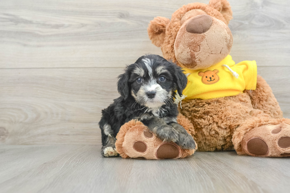 Playful Mini Bernepoo Poodle Mix Puppy