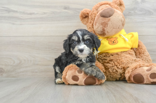 Playful Mini Bernepoo Poodle Mix Puppy