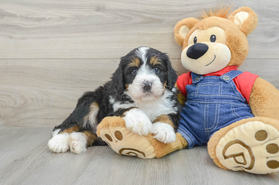 5 week old Mini Bernedoodle Puppy For Sale - Florida Fur Babies