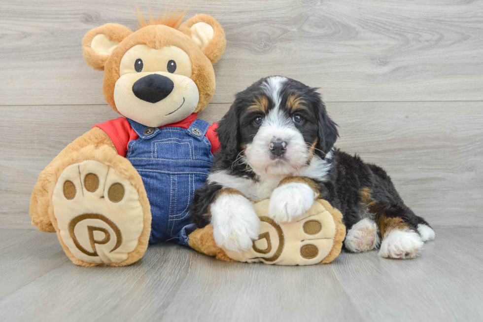 Best Mini Bernedoodle Baby