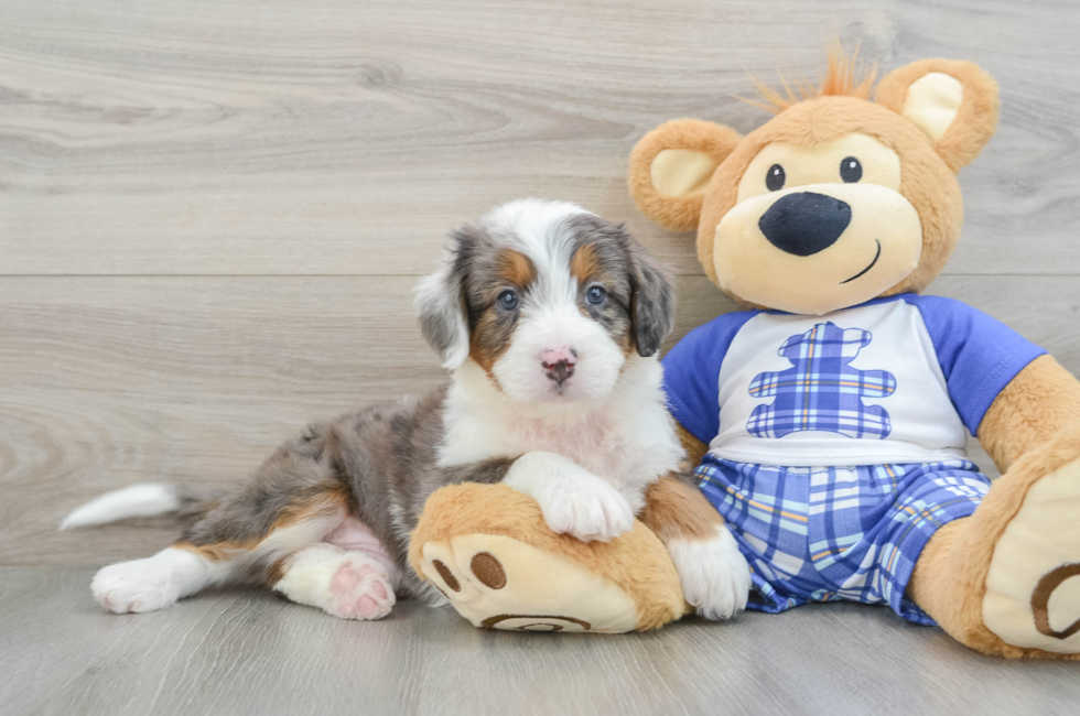 6 week old Mini Bernedoodle Puppy For Sale - Florida Fur Babies