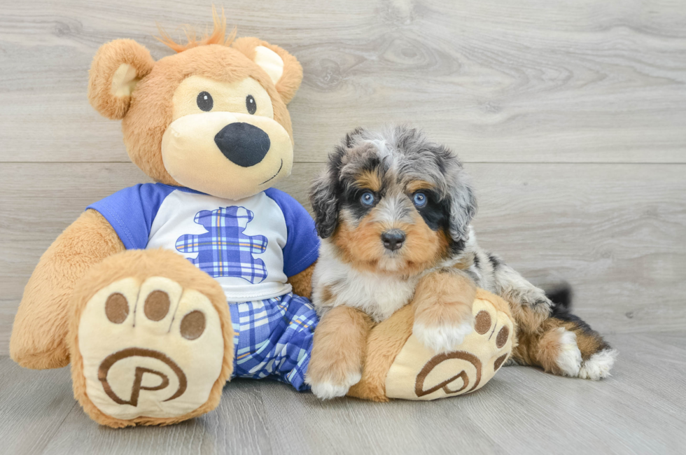 6 week old Mini Bernedoodle Puppy For Sale - Florida Fur Babies