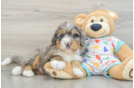 Mini Bernedoodle Pup Being Cute