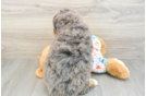 Little Mini Bernepoo Poodle Mix Puppy