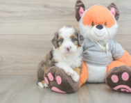 7 week old Mini Bernedoodle Puppy For Sale - Florida Fur Babies