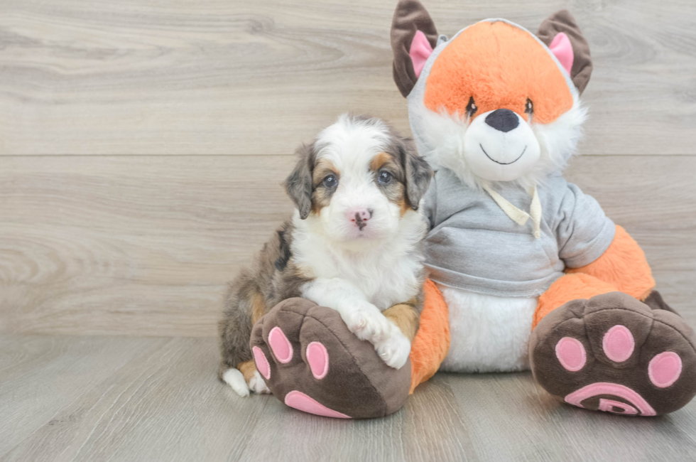 5 week old Mini Bernedoodle Puppy For Sale - Florida Fur Babies