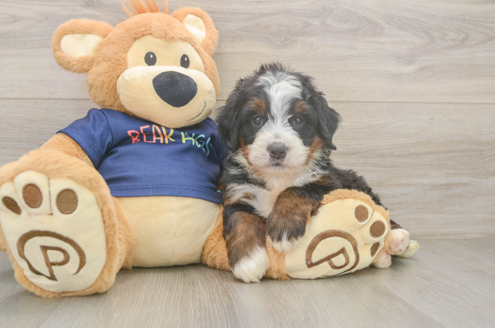 5 week old Mini Bernedoodle Puppy For Sale - Florida Fur Babies