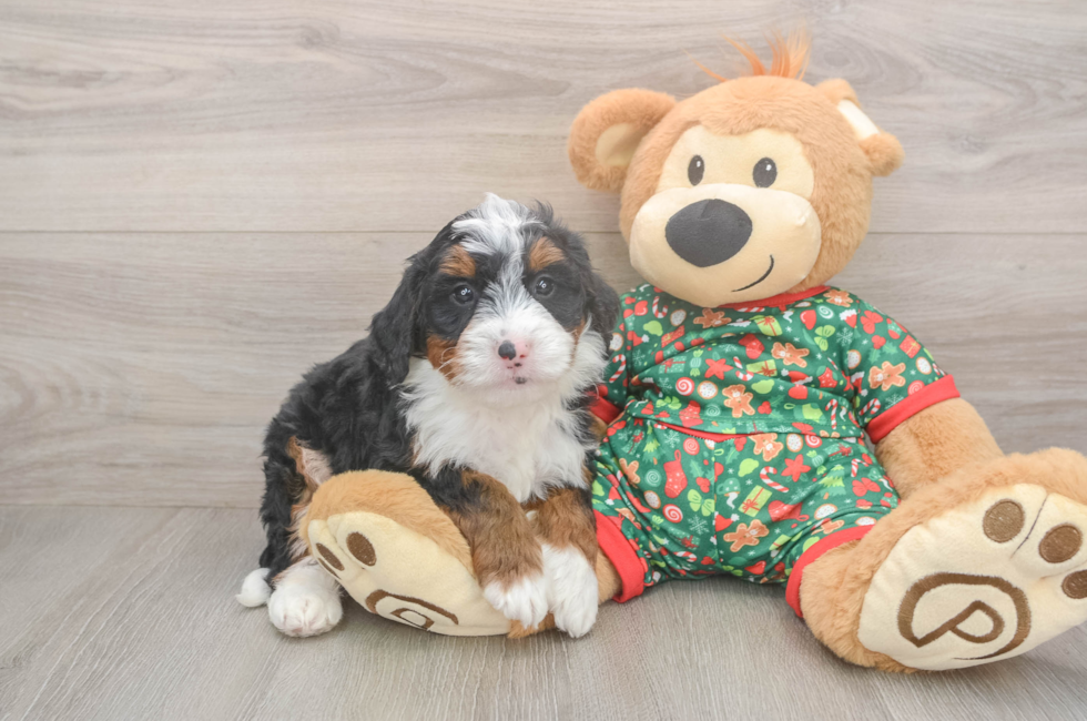5 week old Mini Bernedoodle Puppy For Sale - Florida Fur Babies