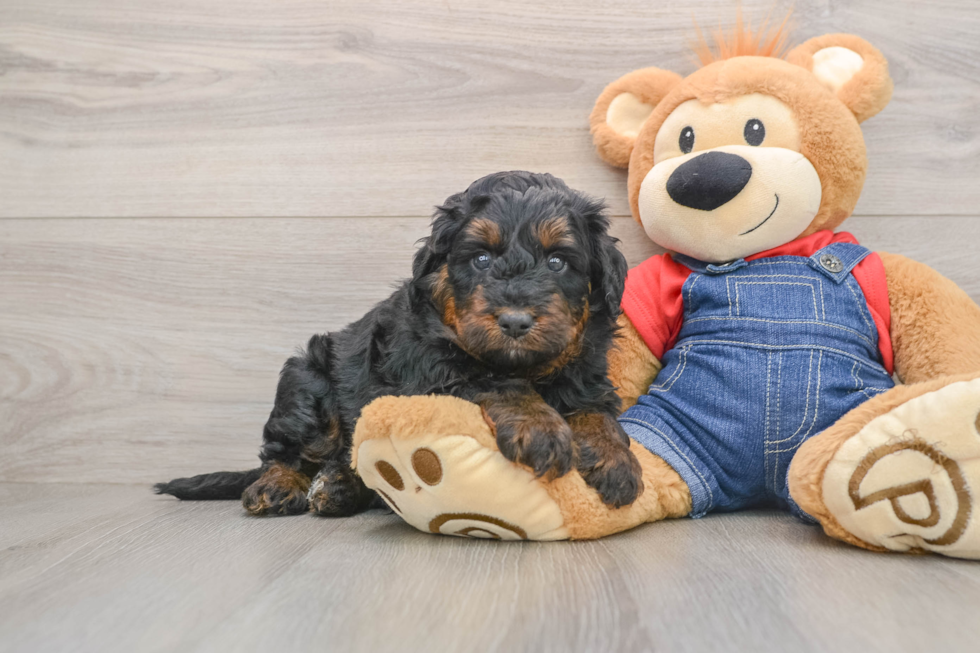 Playful Mini Bernepoo Poodle Mix Puppy