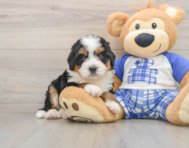 6 week old Mini Bernedoodle Puppy For Sale - Florida Fur Babies