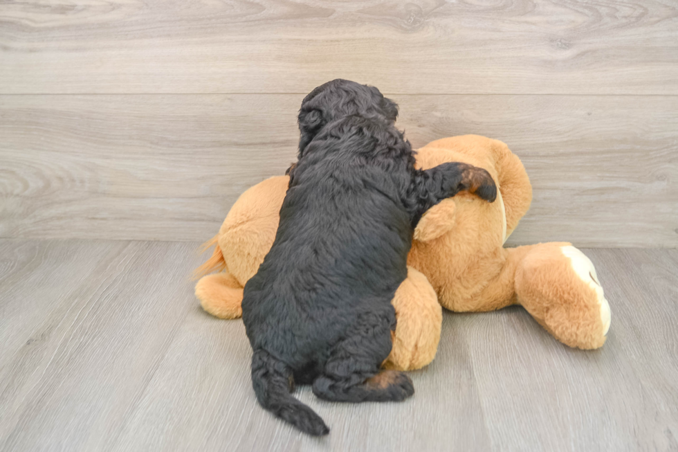 Best Mini Bernedoodle Baby