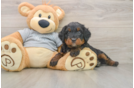 Sweet Mini Bernedoodle Baby