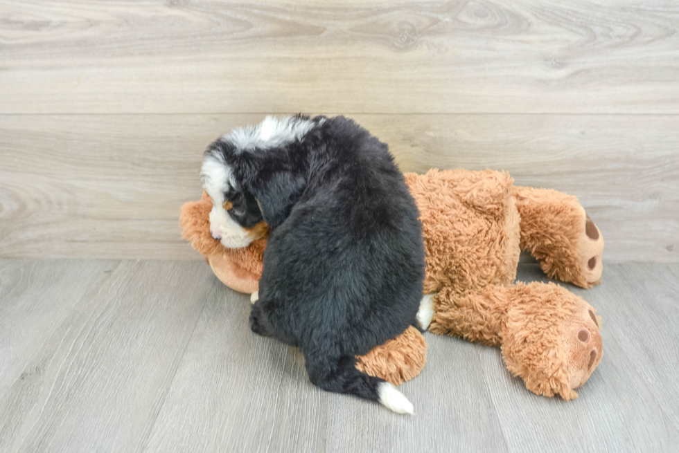 Smart Mini Bernedoodle Poodle Mix Pup