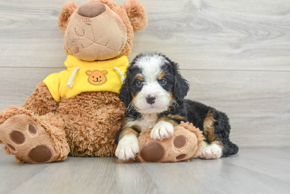 Mini Bernedoodle Puppy for Adoption