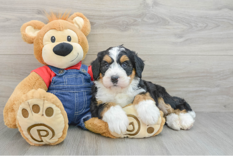 Mini Bernedoodle Pup Being Cute