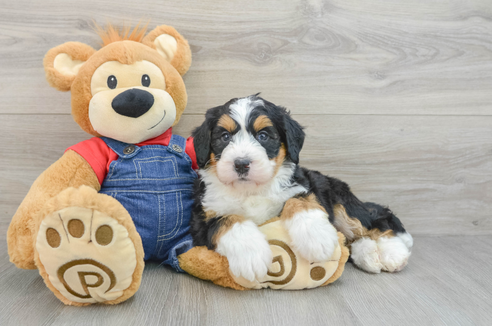 5 week old Mini Bernedoodle Puppy For Sale - Florida Fur Babies