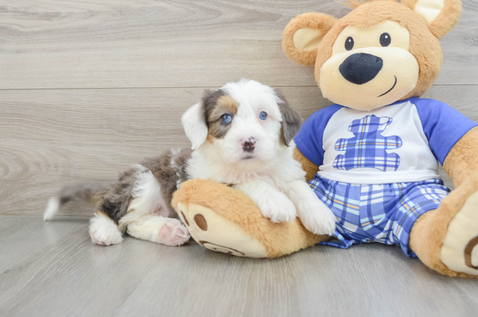 6 week old Mini Bernedoodle Puppy For Sale - Florida Fur Babies