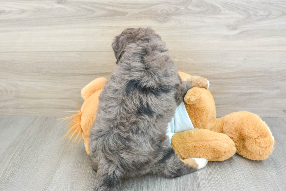 Mini Bernedoodle Puppy for Adoption