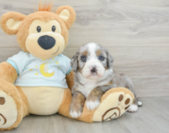 6 week old Mini Bernedoodle Puppy For Sale - Florida Fur Babies