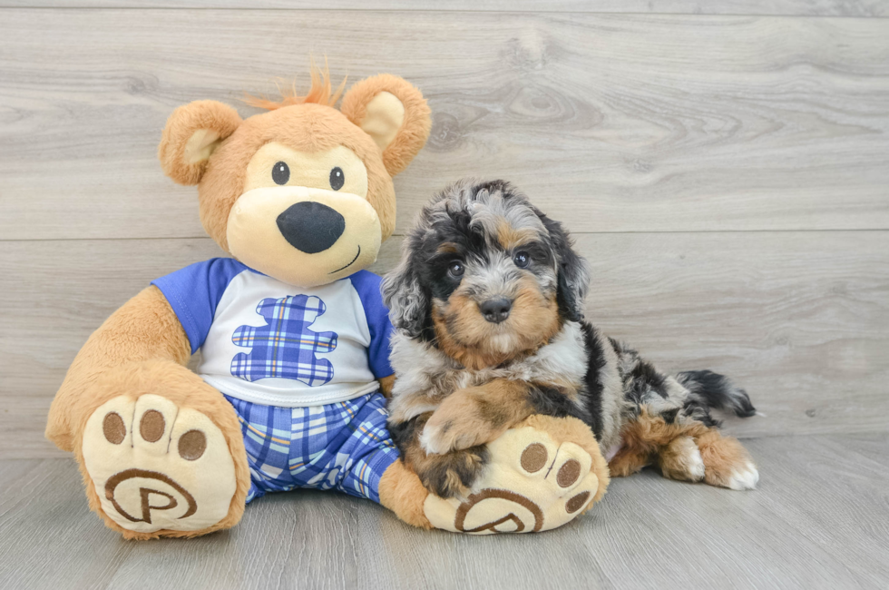 6 week old Mini Bernedoodle Puppy For Sale - Florida Fur Babies