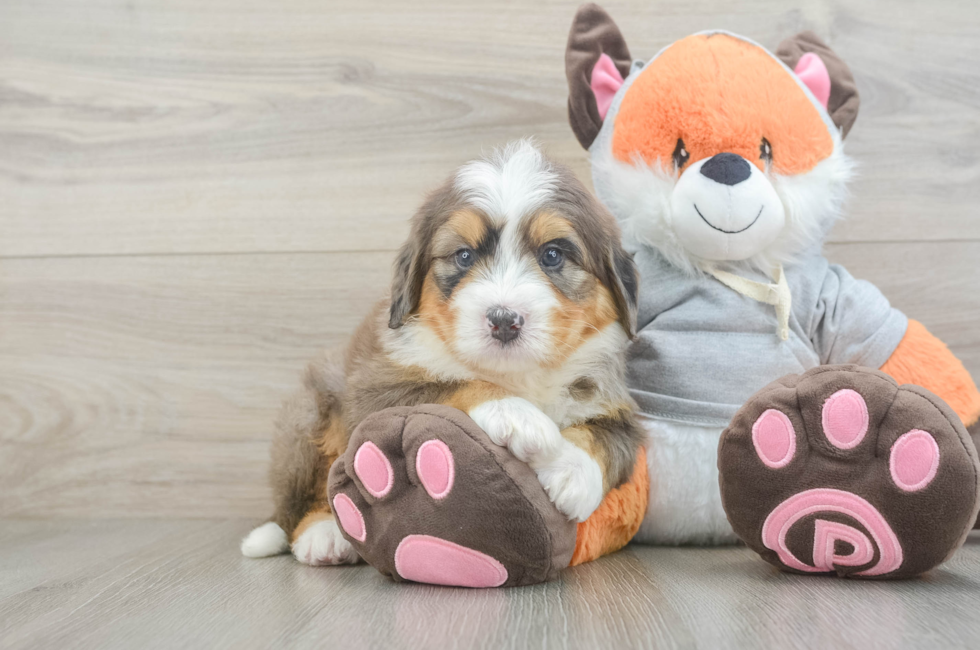 5 week old Mini Bernedoodle Puppy For Sale - Florida Fur Babies