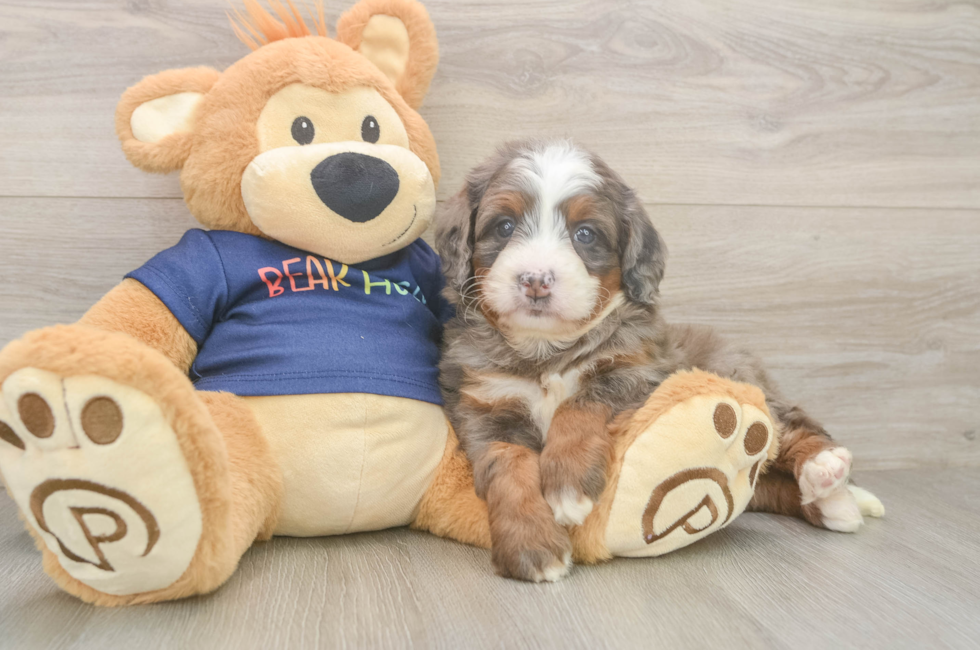 5 week old Mini Bernedoodle Puppy For Sale - Florida Fur Babies